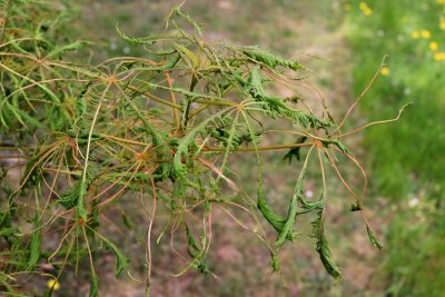 Aesculus hippocastanum 'Laciniata' - jírovec maďal - list jaro (40)